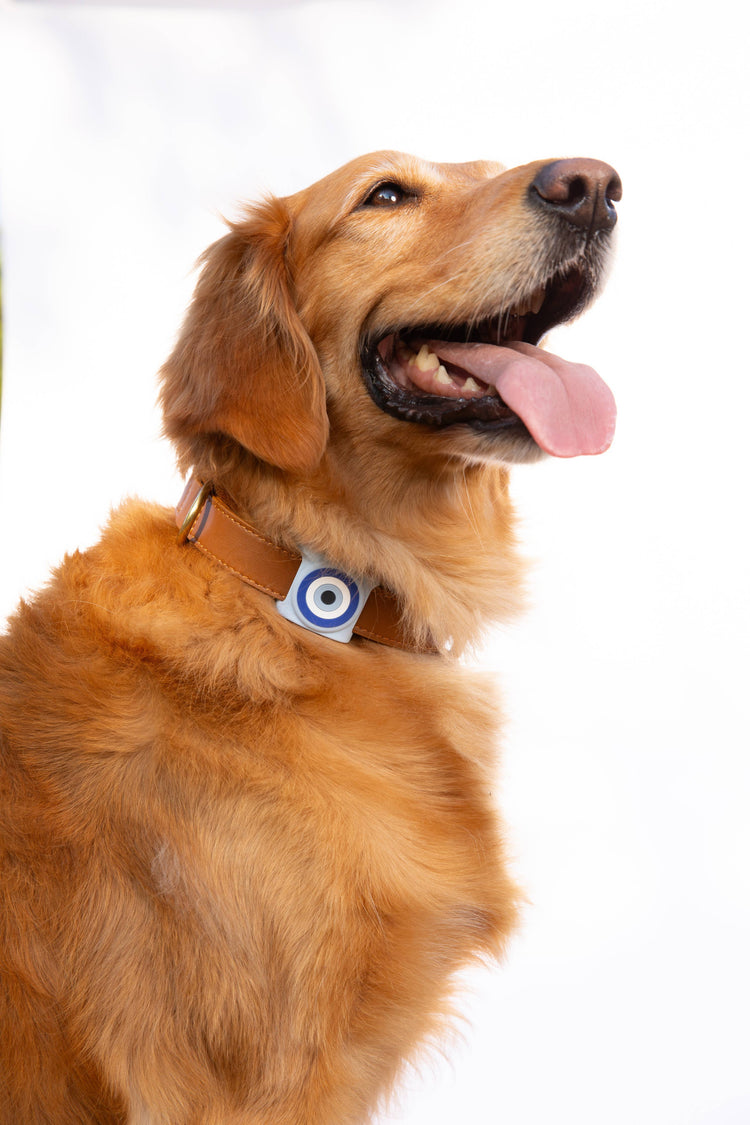 Pet Collars, Harnesses & Airtag Holders